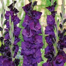 Volbeat Gladiolus - Flowers And Bulbs | Veseys